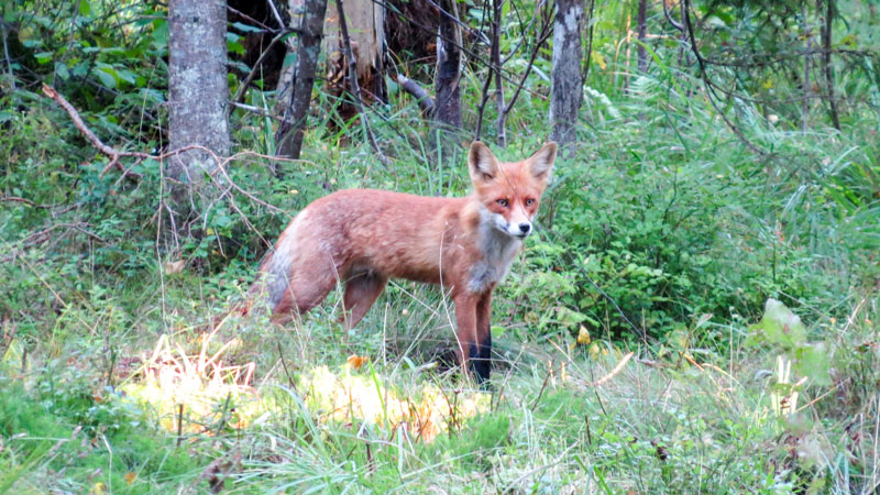fuchs estland alutaguse