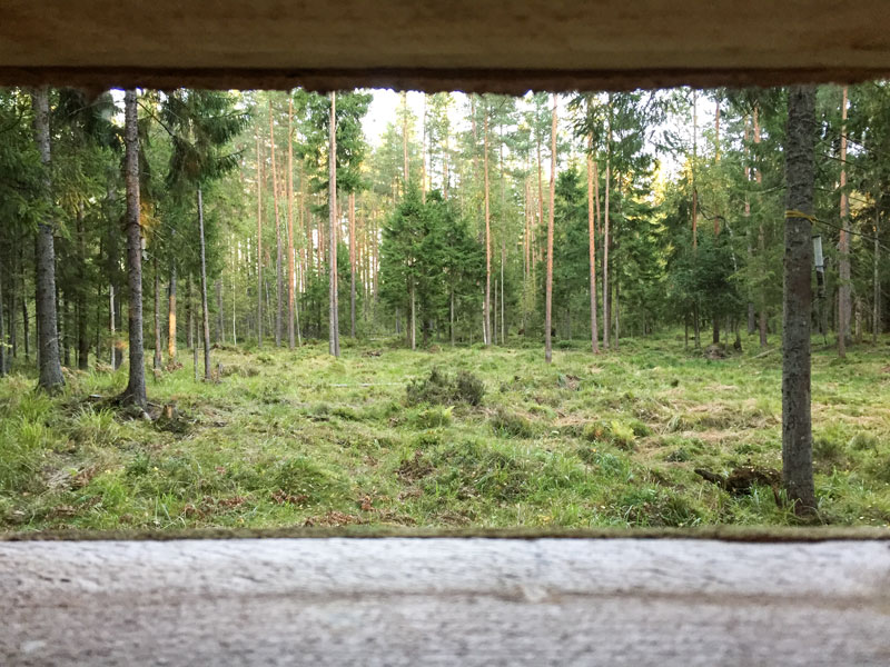 bärenbeobachtung estland alutaguse