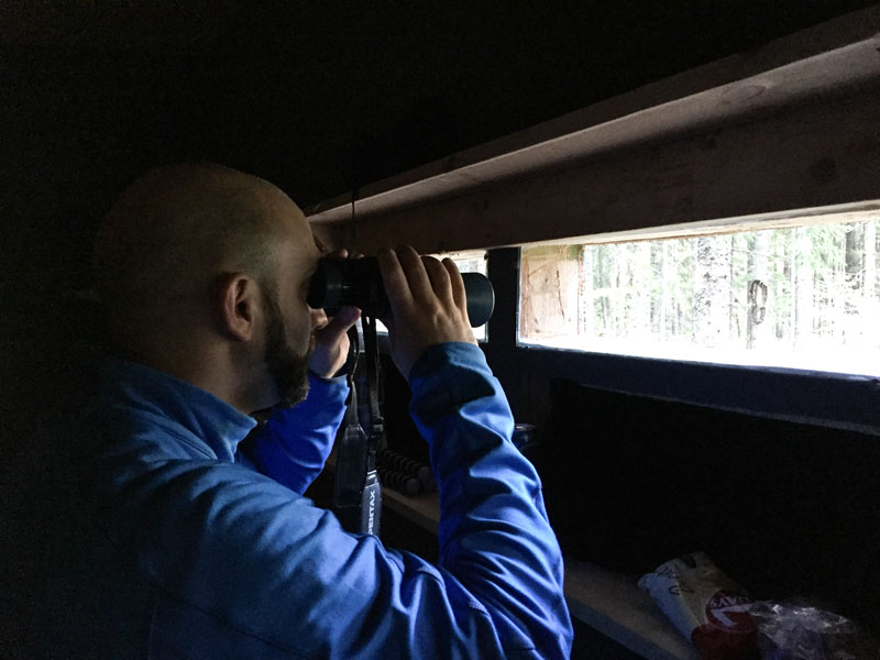 bärenbeobachtung estland alutaguse