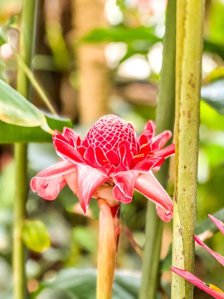 Botanischer Garten (Plantentuin)