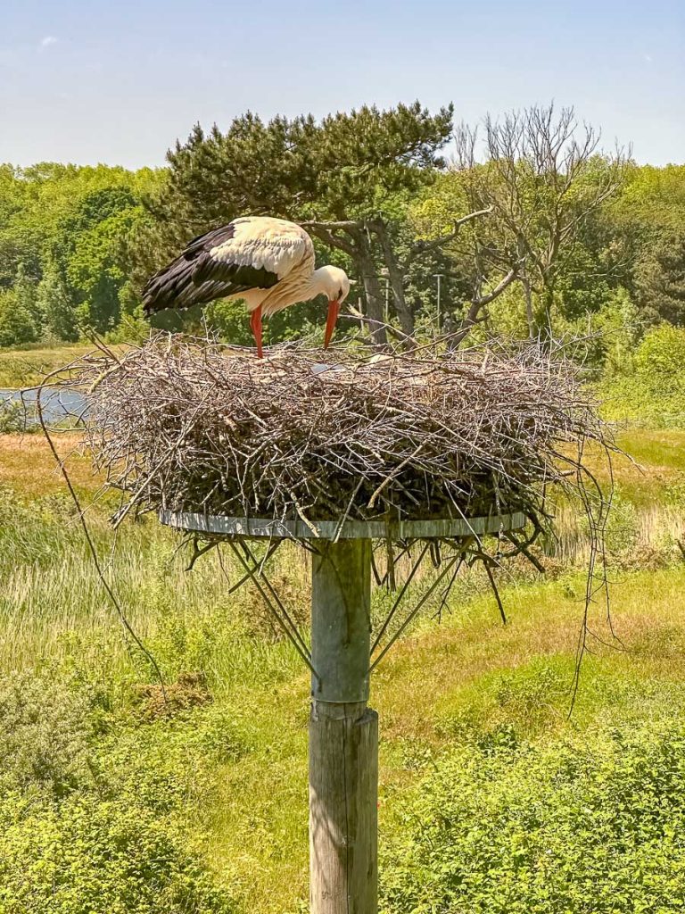 Störche in ihrem Nest in Het Zwin in Belgien
