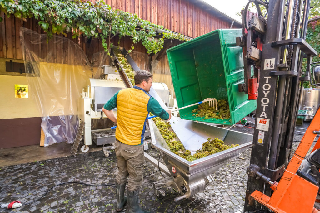 Johannes bei der Arbeit – Weingut Hahnmühle