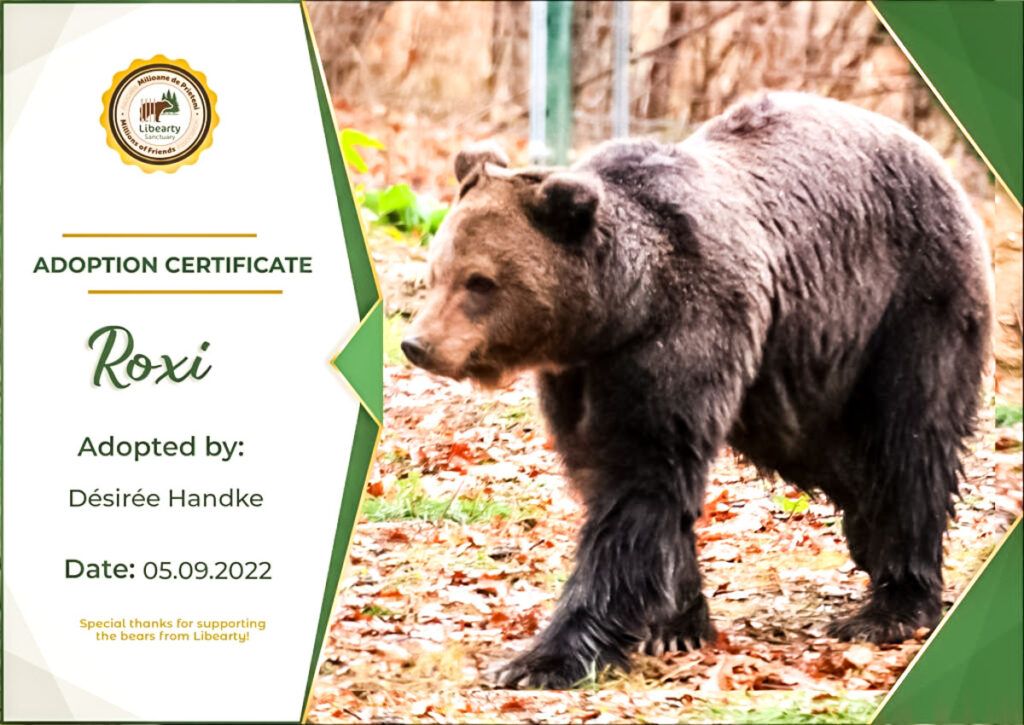 Bären Patin werden in Rasnov, Rumänien