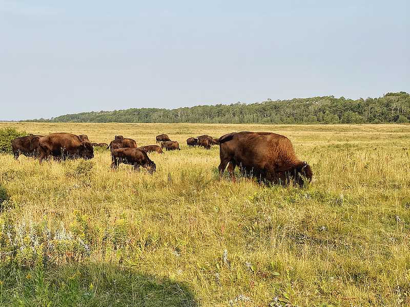 Freie Bisoherde im Riding Mountain Nationalpark