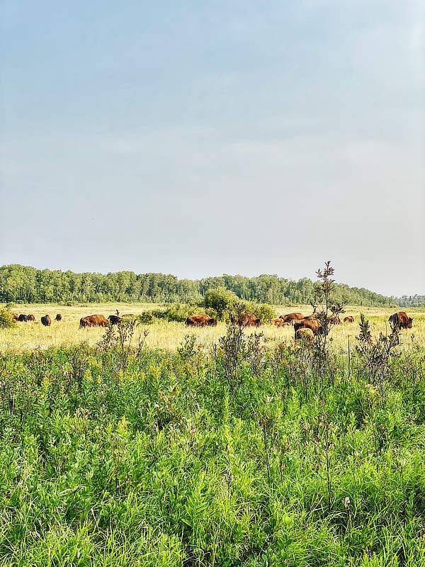 Freilaufende Bisonherde, Riding Mountain Nationalpark, Manitoba