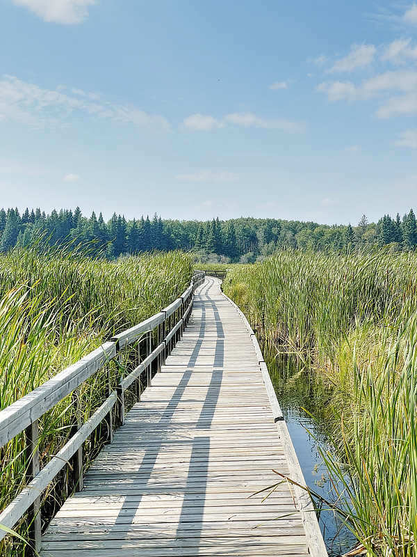 Steg durch den Sumpf, Riding Mountain Nationalpark, Manitoba