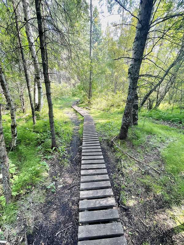 Steg durch den Wald, Riding Mountain Nationalpark, Manitoba