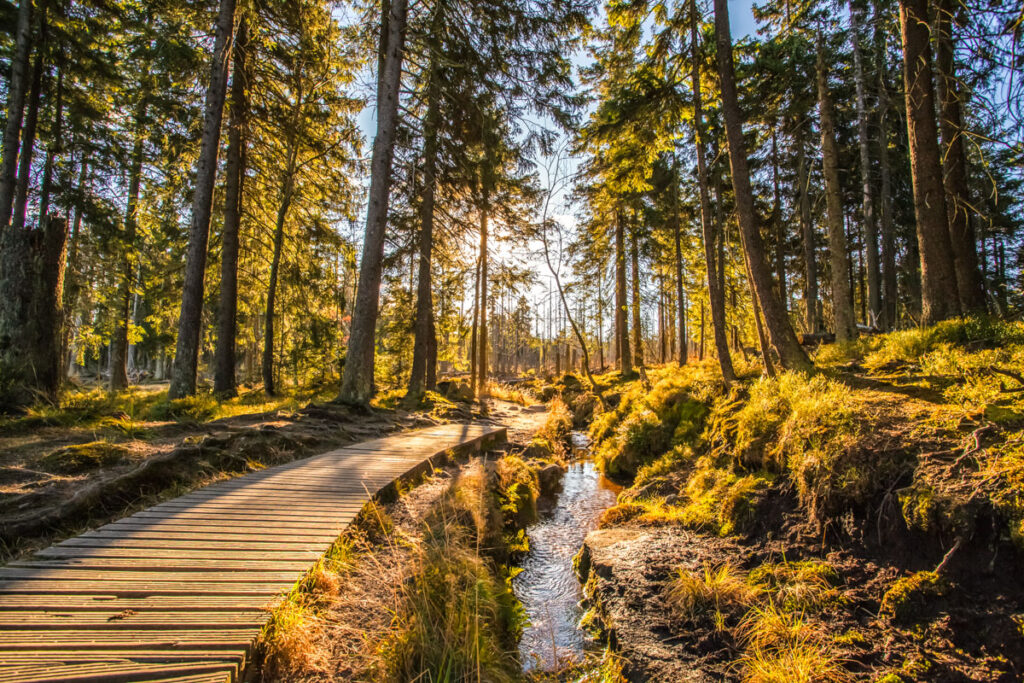 Wer kennt sie nicht, die Bilder von der Brockenbahn im Harz. Du findest hier aber auch ruhige und romantische Waldabschnitte