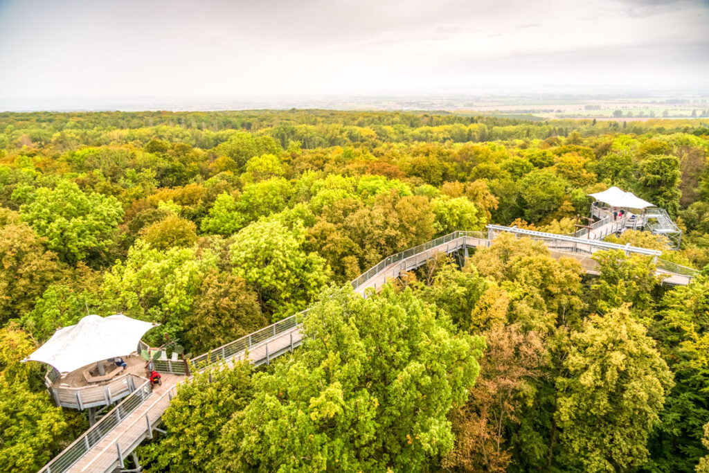 Walk above the treetops on the treetop walk in the Hainich. A beautiful excursion destination for the whole family