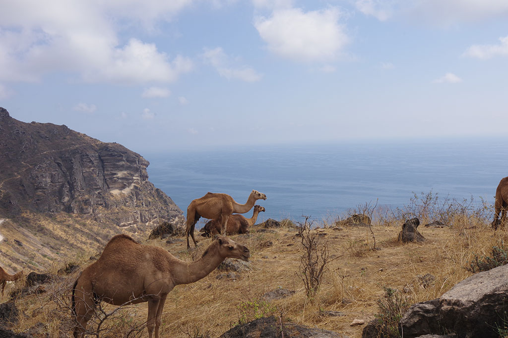 Kamele auf dem Weg zum Fazaya Beach