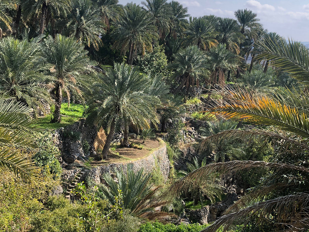 Dattelplantagen im Oman