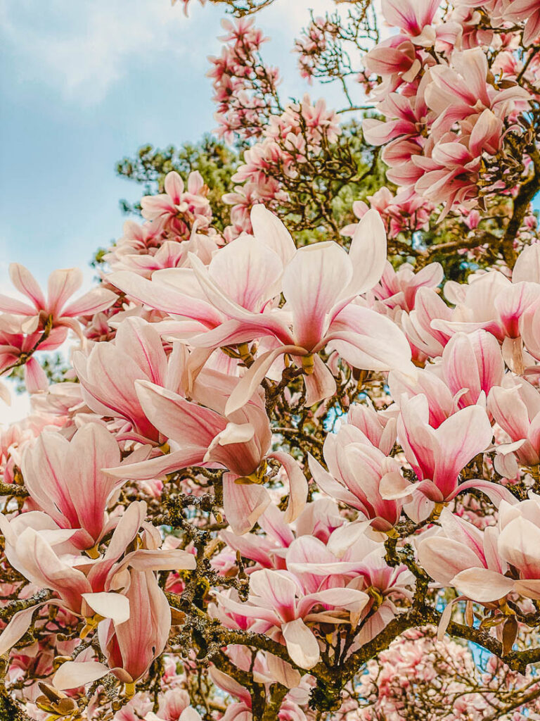 Kurpark Magnolien – Wiesbaden