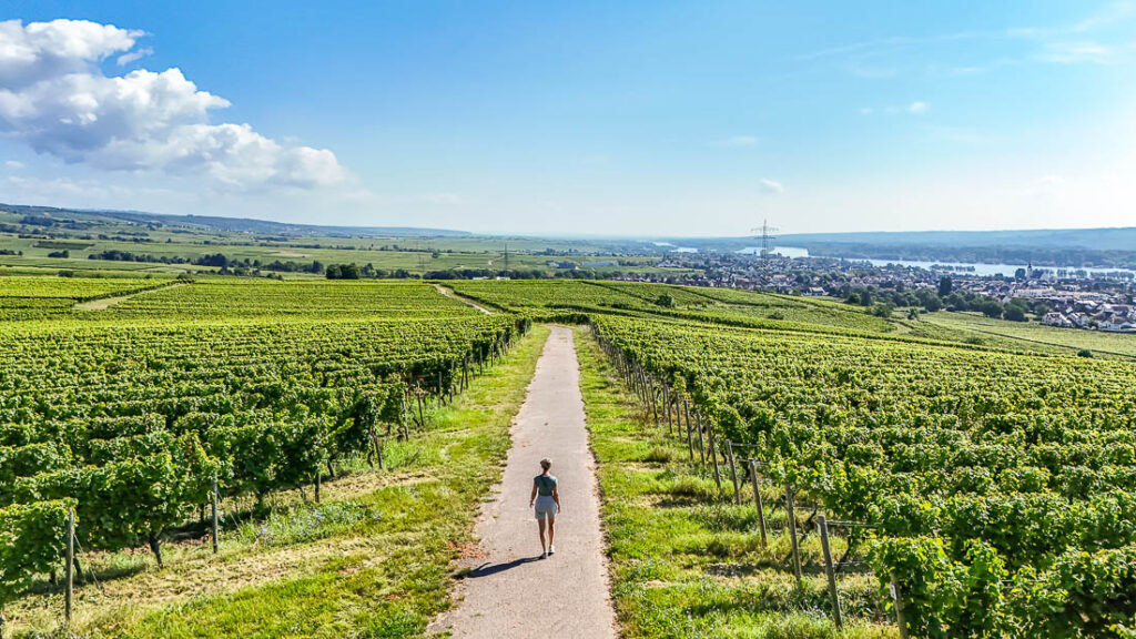 Schloss Johannisberg Weinberge