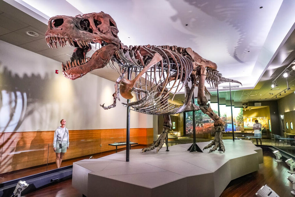 Field Museum of Natural History | Chicago Sehenswürdigkeiten
