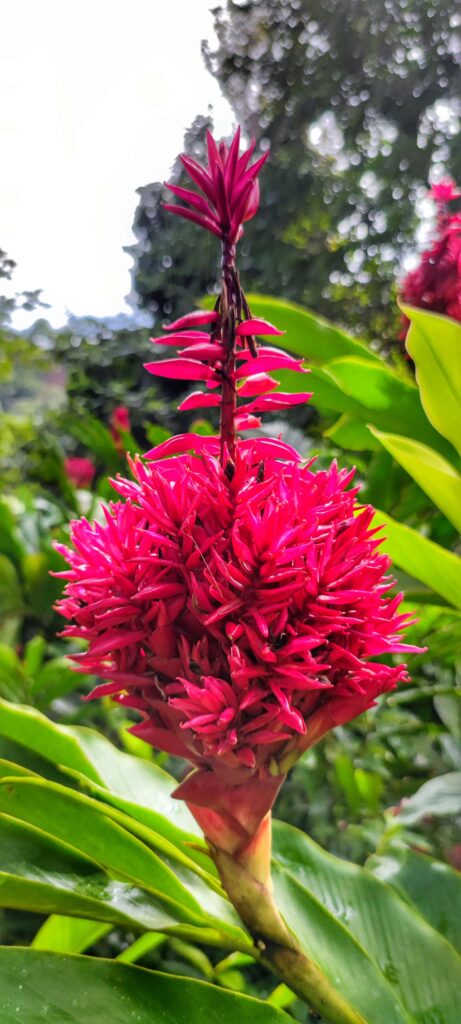 Unglaubliche Blüten im Jardin de Valombreuse – Sehenswürdigkeiten Guadeloupe