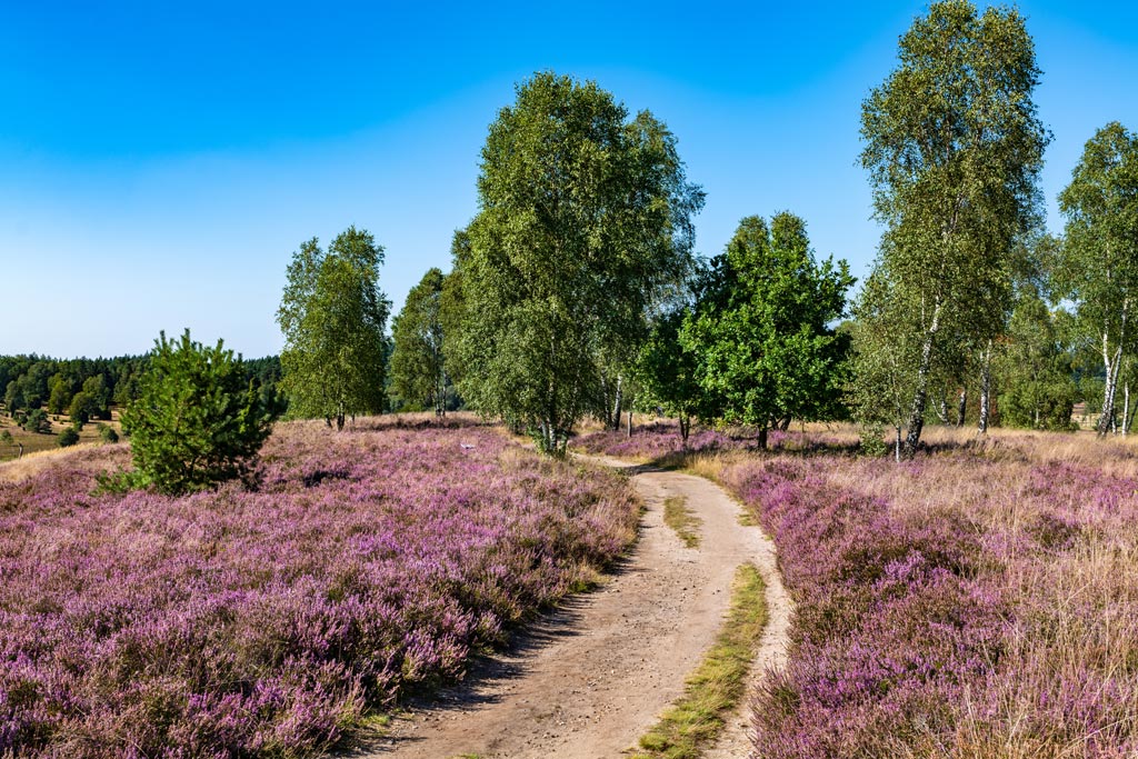 Ein beliebtes Ausflugsziel rund um Lüneburg ist die Lüneburger Heide