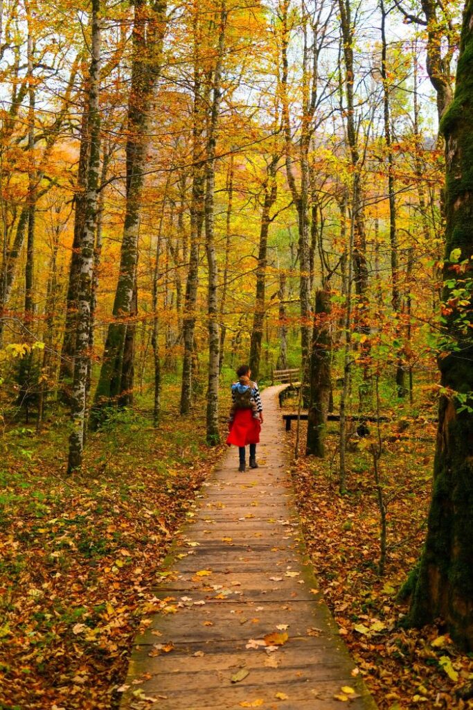 Wanderung über Holzplanken im Biogradska-Gora Nationalpark, Urlaub in Montenegro