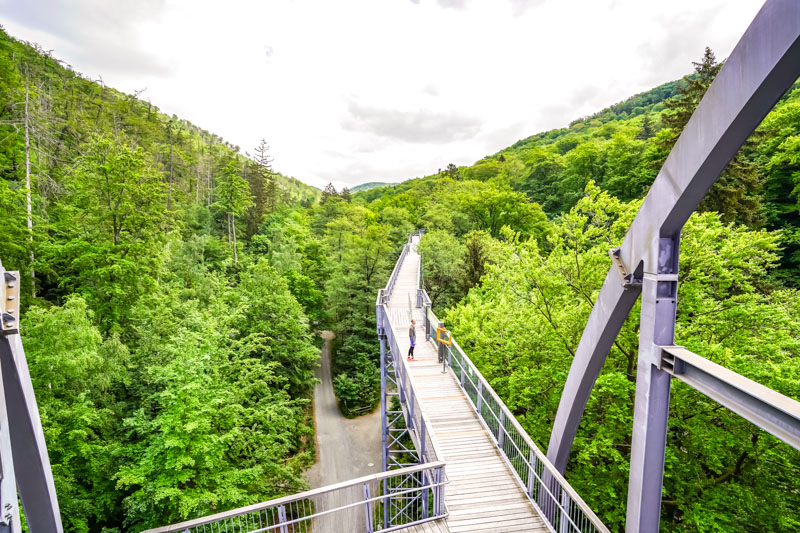 Über den Baumwipfeln auf dem Bad Harzburger Baumwipfelpfad – Ausflugsziele Harz