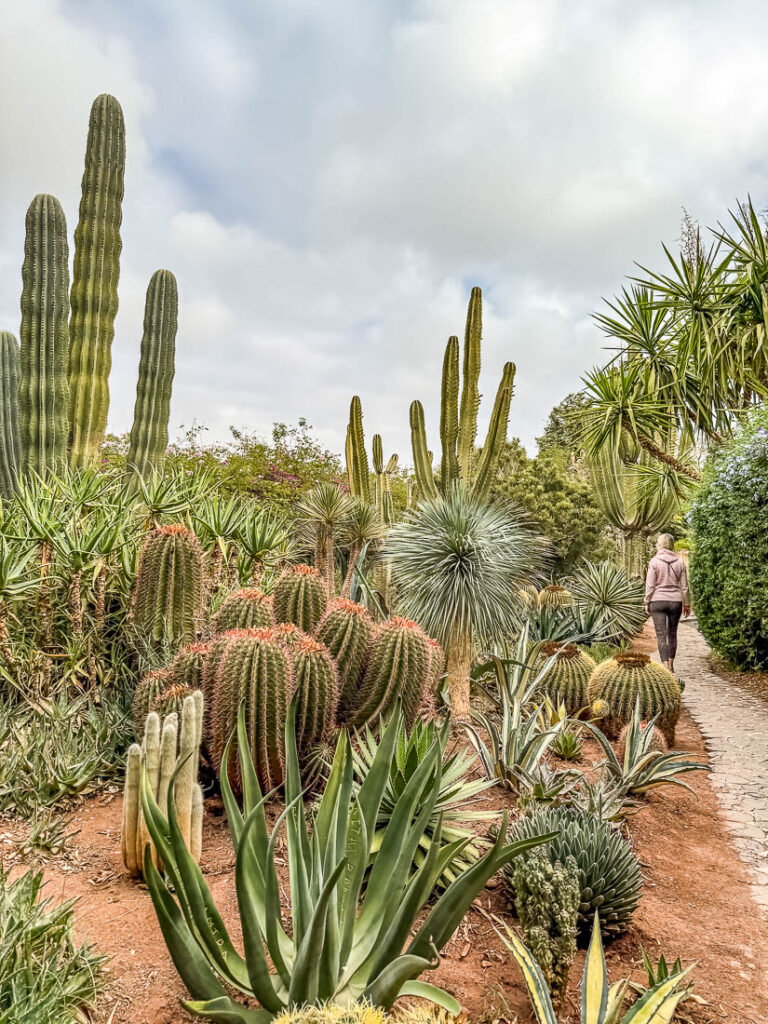 Kakteen im ANIMA Garten, MArokko