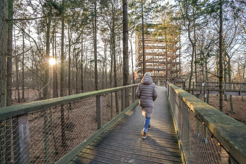 Baumwipfelpfad Heringsdorf im Winter