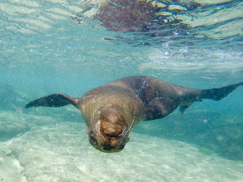 Galapagos Seelöwe