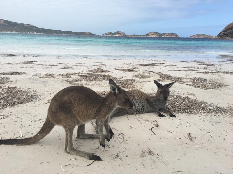 Kängurus Australien