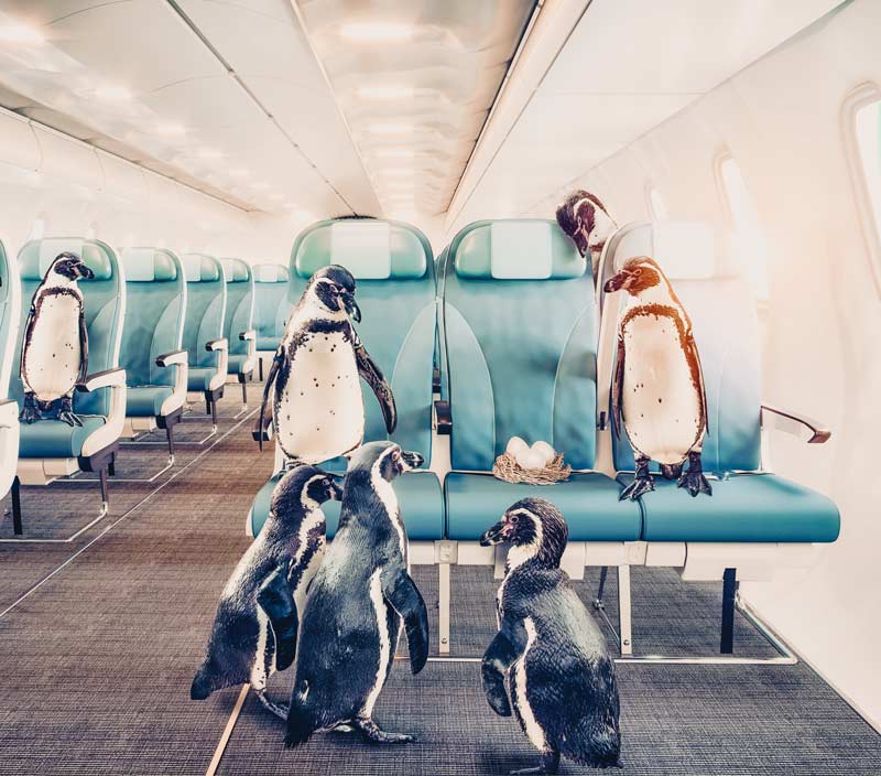 Flughafen BER Berlin Zoo Pinguine