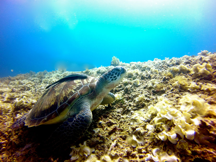 wetraveltheworld_schildkröte_florida